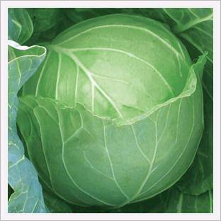 Cabbage, Jeil Speed  Made in Korea